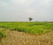 AR37 Nellore నెల్లూరు