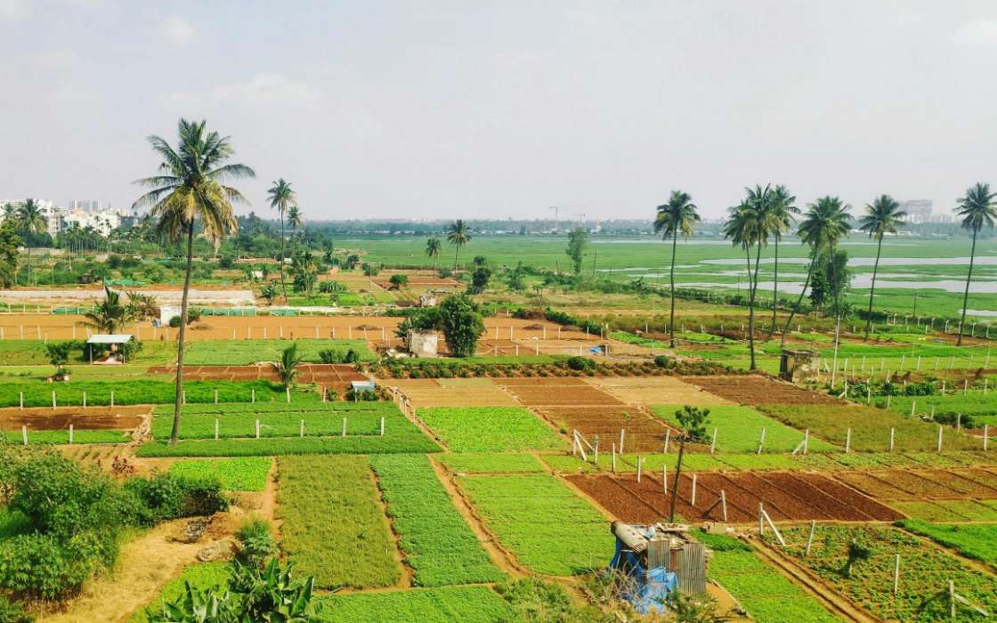 AR33 Ongole ఒంగోలు