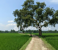 AR163 Guntur Land