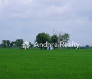AR163 Guntur Land