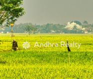 AR183 Nellore Land